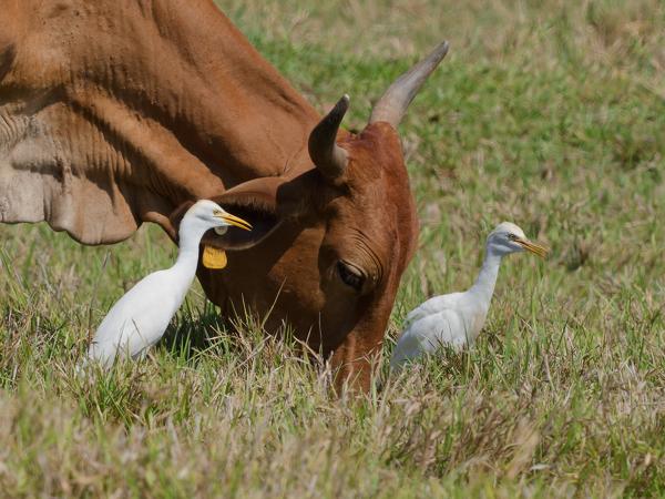 Koereiger (Bubulcus ibis)